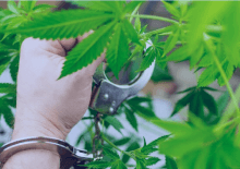 How Many Marijuana Arrests in Michigan.png