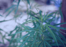 Michigan Marijuana Tax Revenue 2025.png